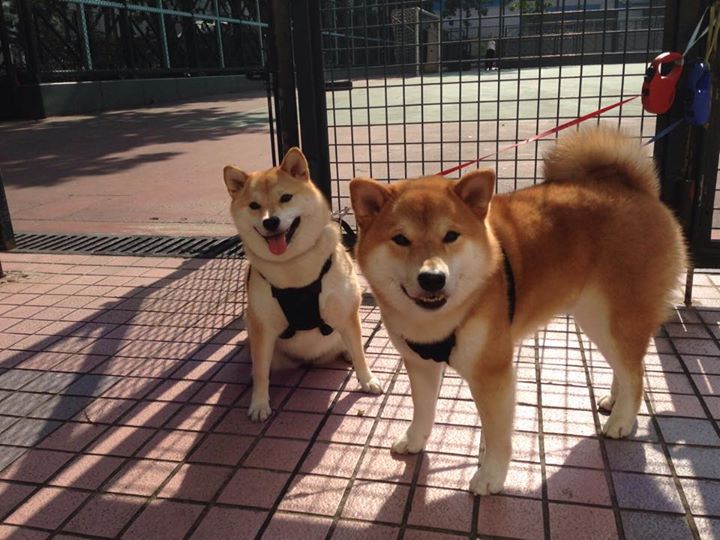 体育新闻中心深化体育原创视频数字版权保护措施，体育频道版权