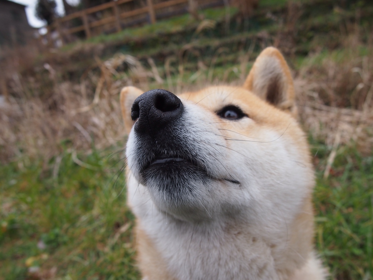 “彼得森的全能表现,让南非羚羊队如虎添翼”