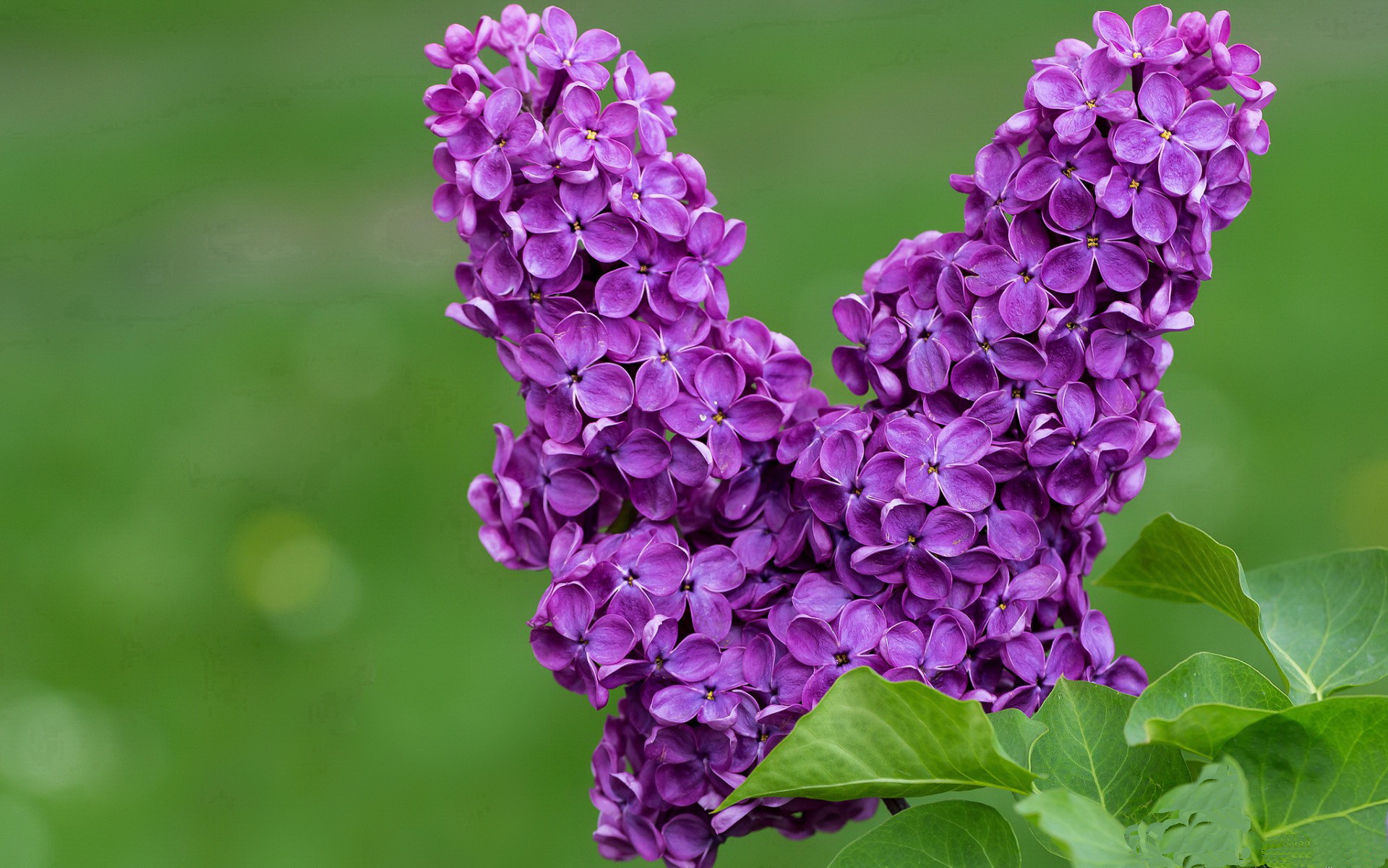 “安赫尔·巴尔博萨的突破与传球精准度,助力阿根廷美洲狮队构建强大进攻体系”