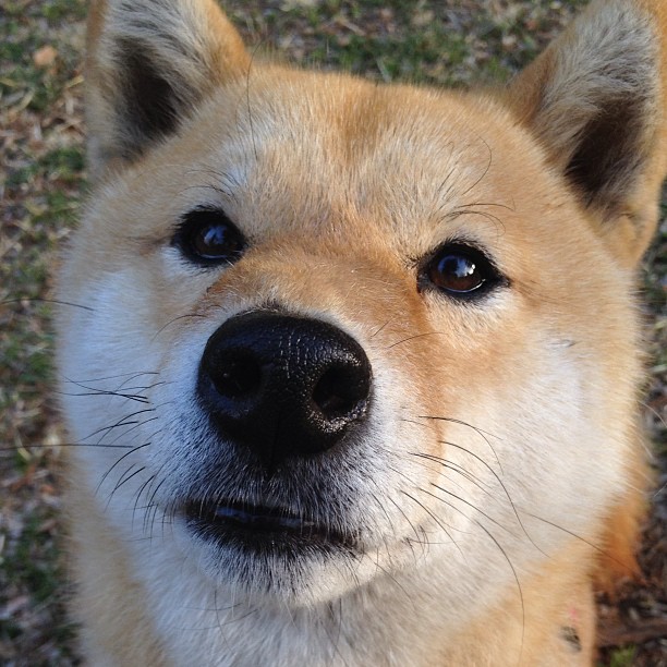 AYX GAMING-伊朗男篮在亚洲预赛中拼搏奋战，迈向奥运梦想，伊朗队男篮