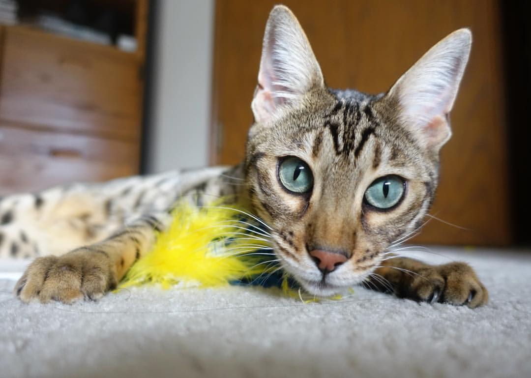 俱乐部重视球员课外发展组织多项文化活动提升综合素养,足球俱乐部组织