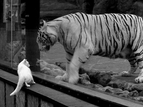 尼尔·巴特尔的稳固防守让袋鼠队在橄榄球锦标赛中屡屡获胜