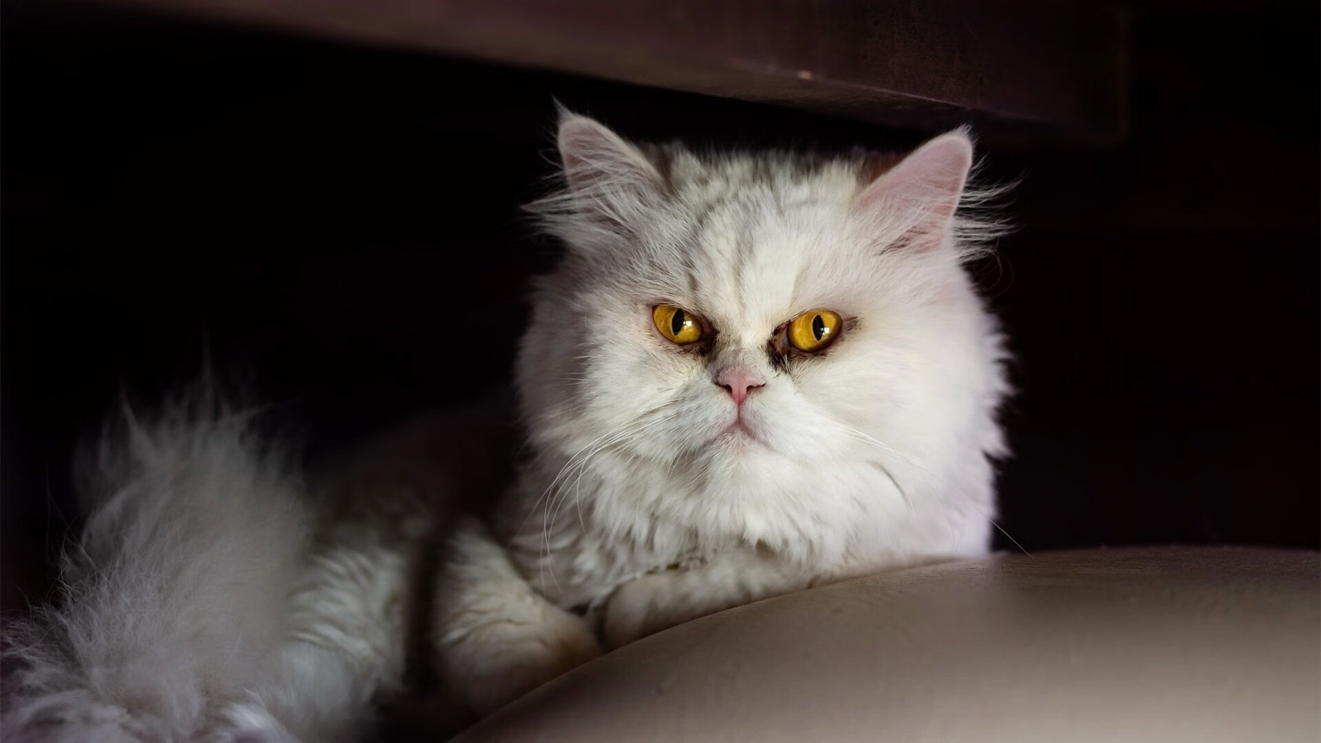 爱游戏电竞官网-意大利爆冷击败世界冠军德国，意大利爆冷击败世界冠军德国球员