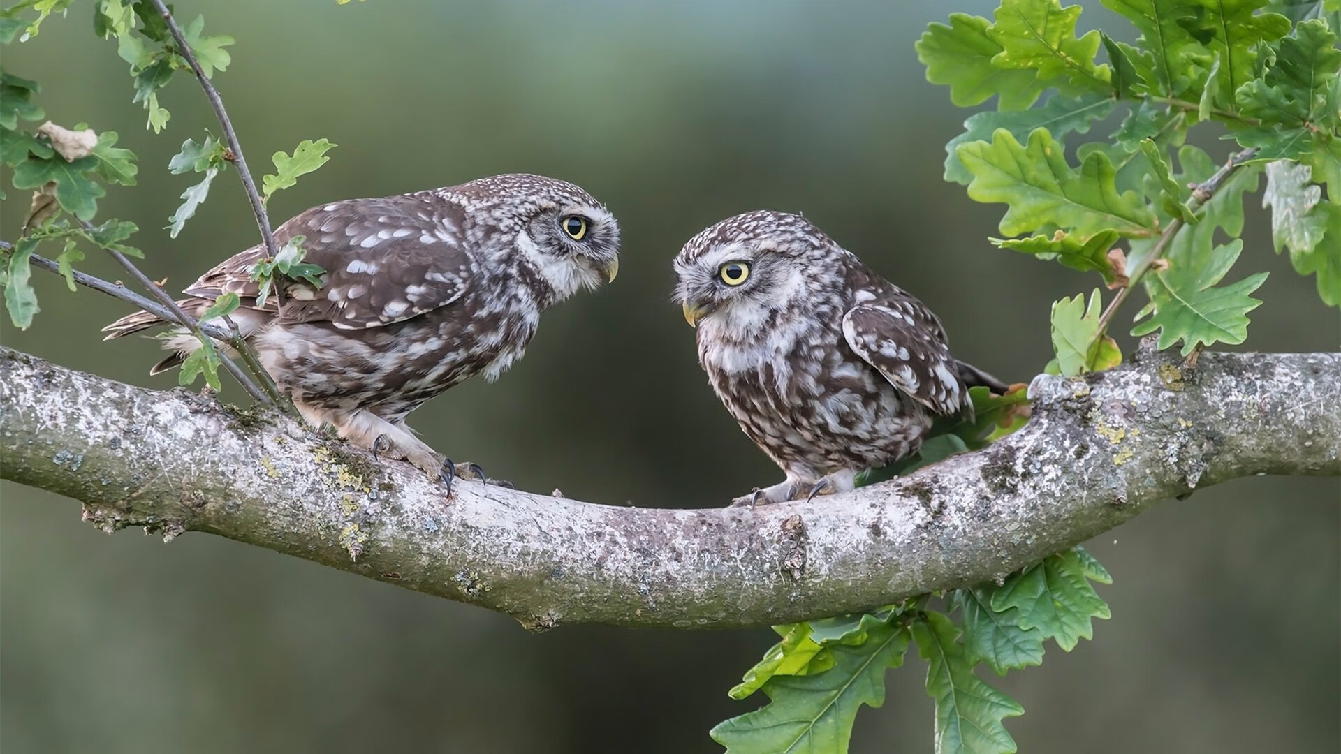 意甲速度创造:突破极限,秒秒有精彩!,意甲最快速度