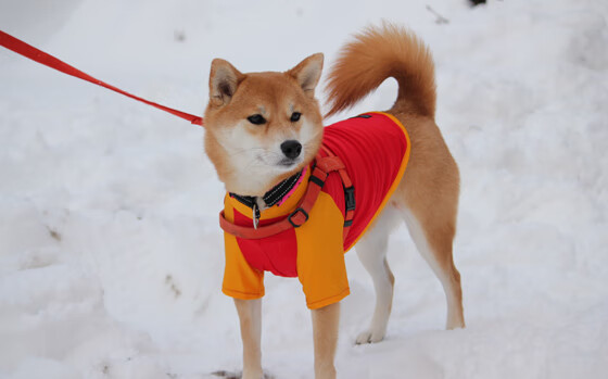 梅西带领阿根廷队冲击世界杯,状态火热