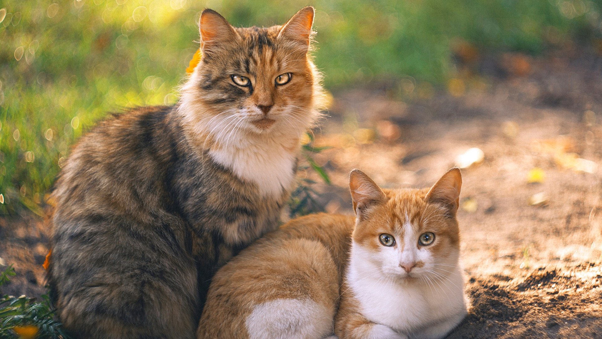 欧洲杯决胜瞬间:战术调整中的奇迹瞬间,欧洲杯决赛场外失控现场