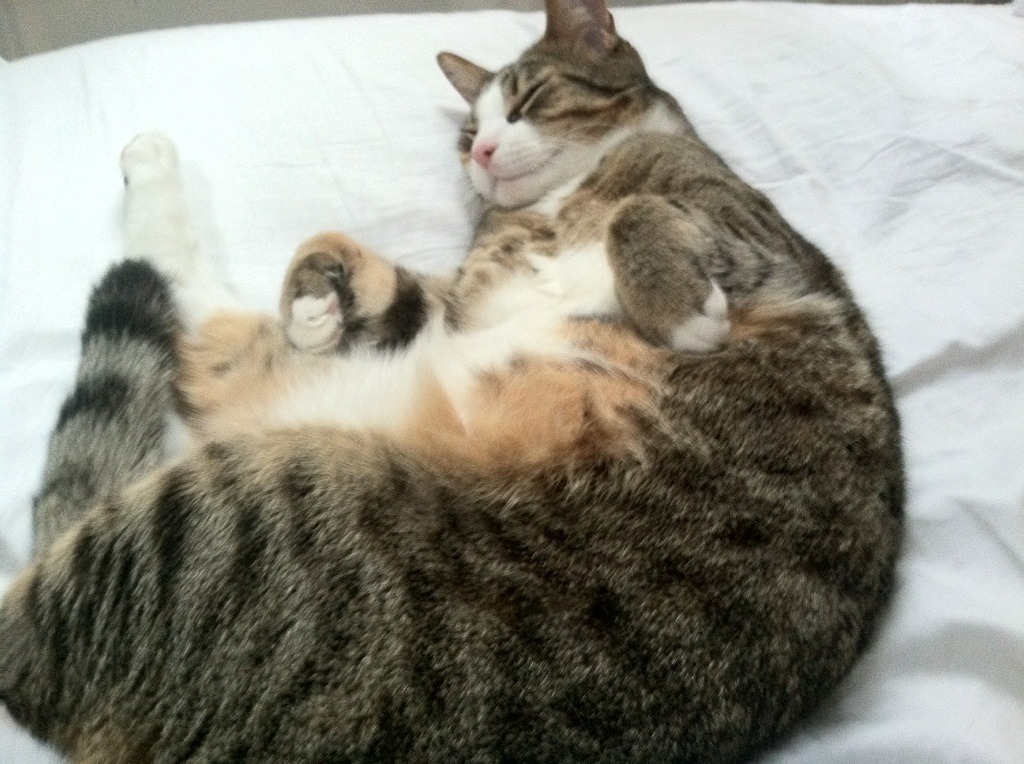 澳大利亚袋鼠队打法突显灵动进攻与坚韧防守,澳大利亚袋鼠打人的比例